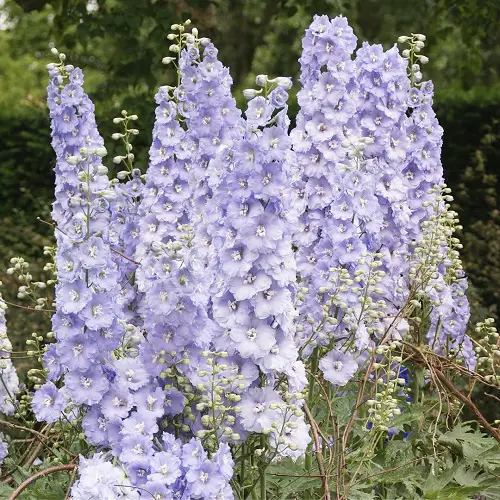 Types of Delphinium Varieties 10