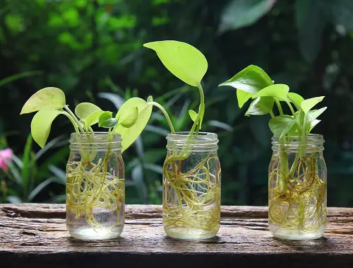 Pothos Thriving in Mason Jars