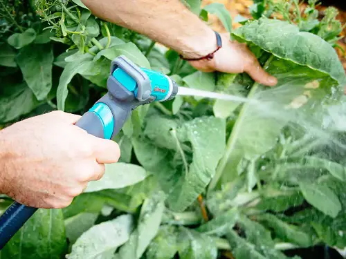 Blast off Thrips with Water