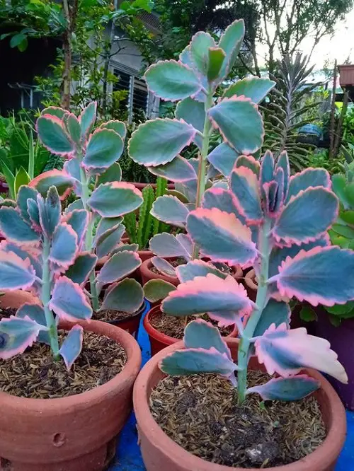 Best Mother of Thousands Varieties
