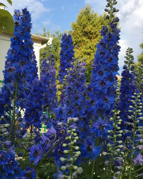 Delphinium Varieties in different colors