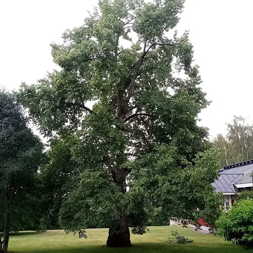 Types of Elm Trees