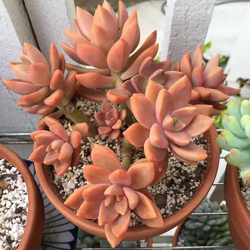 Graptosedum ‘California Sunset Best Graptosedum Varieties