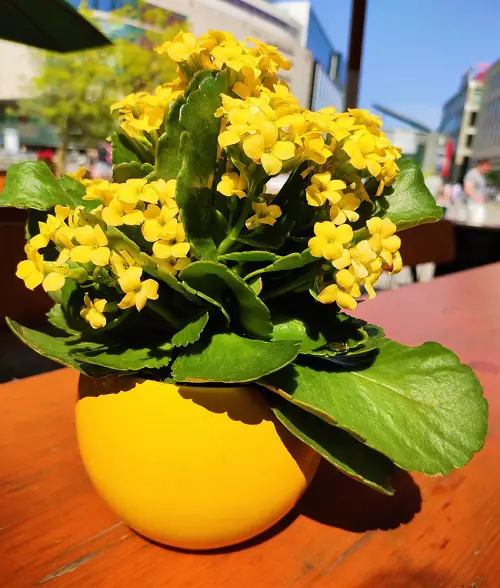Best Types of Flowering Kalanchoe Varieties