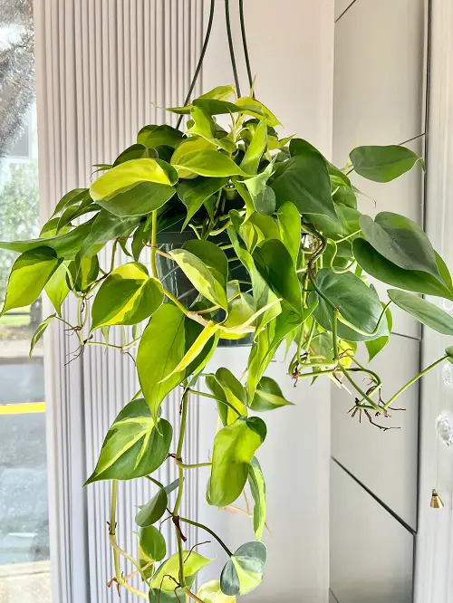 Best Low Light Hanging Houseplants