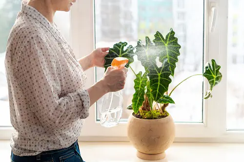 How to Prevent or Get Rid of Whiteflies