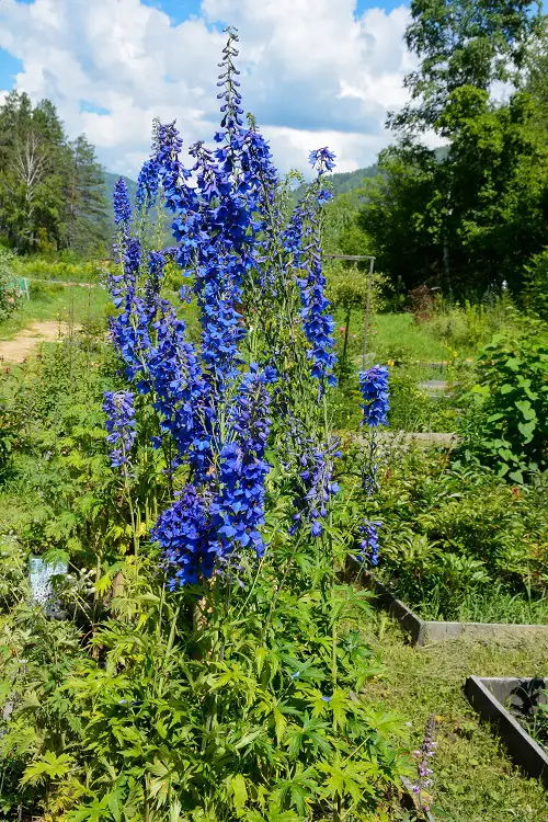 Delphinium Varieties in different colors in garden 3