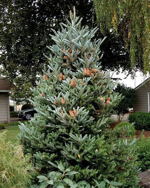 Top Privacy Plants That Make Excellent Outdoor Screens
