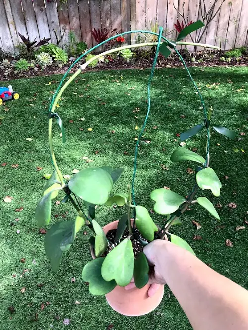 Mini Pot Wire Trellis