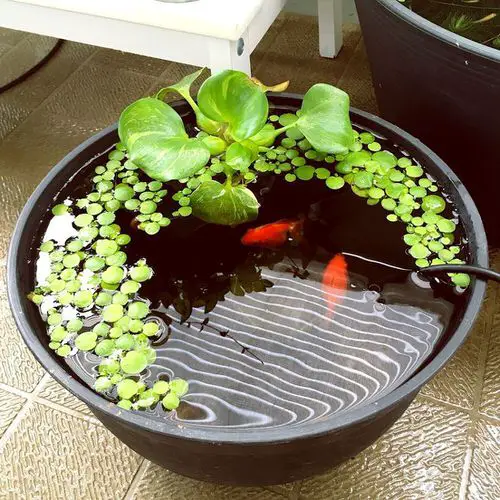 Container Water Garden with Lush Floaters