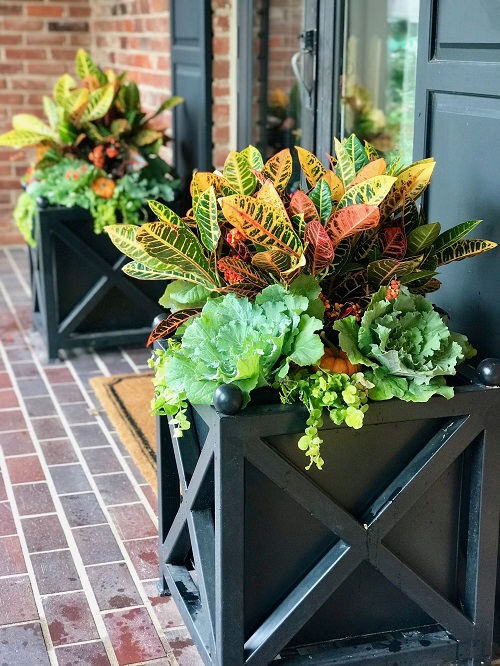 Colorful Crotons at the Entrance