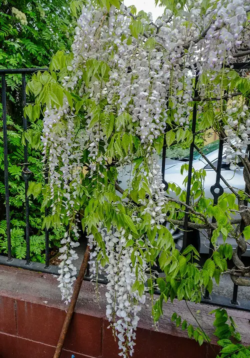 Vines with White Flowers 21
