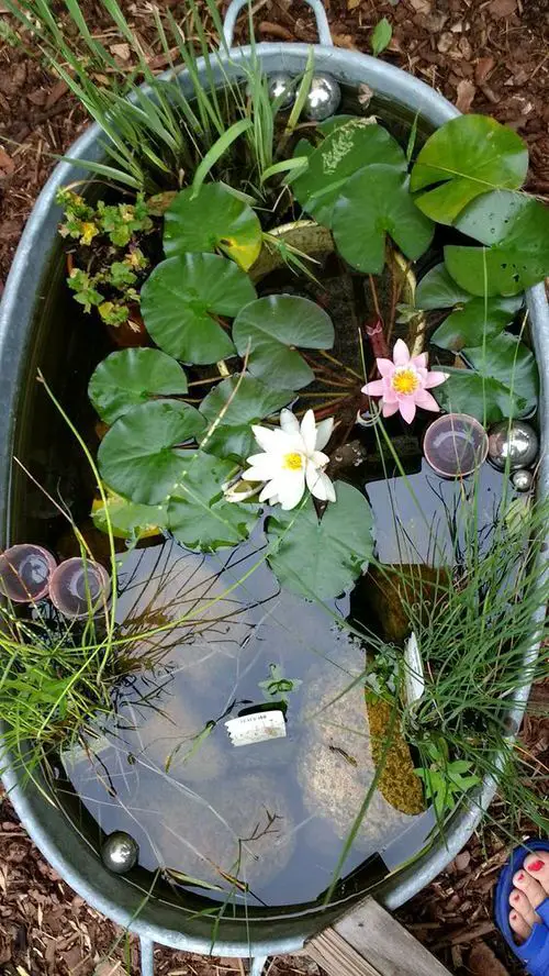 Galvanized Water Lily Pond