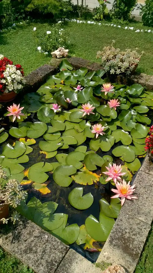 Floating Pygmy Lilies in the Pond