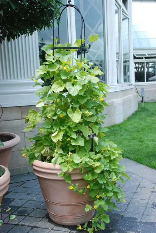 Metal Stake for Outdoor Pots
