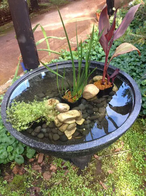 Mini Pond in Large Concrete Bowl
