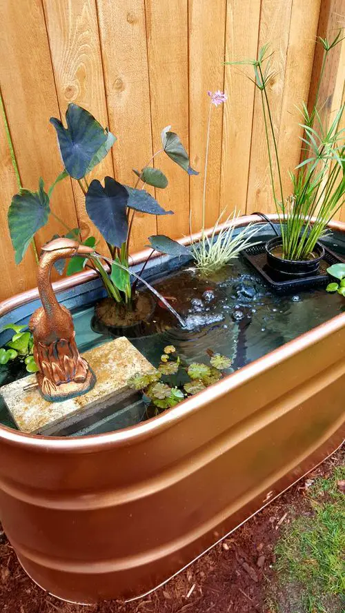 Mini Pond in Large Concrete Bowl