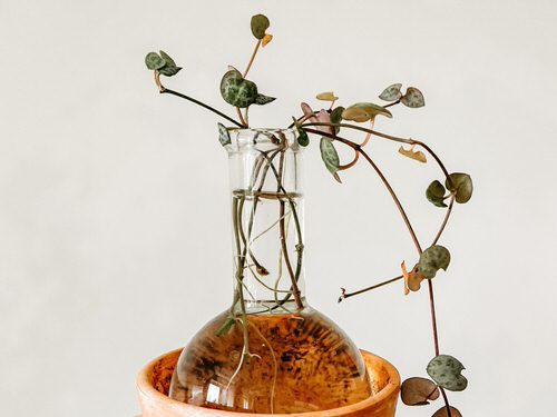 Pretty Indoor Plants in Water Garden Ideas