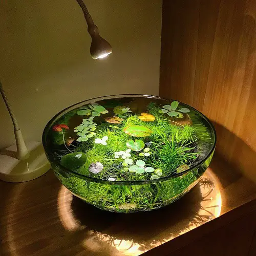 Indoor Water Garden with a Focal Light