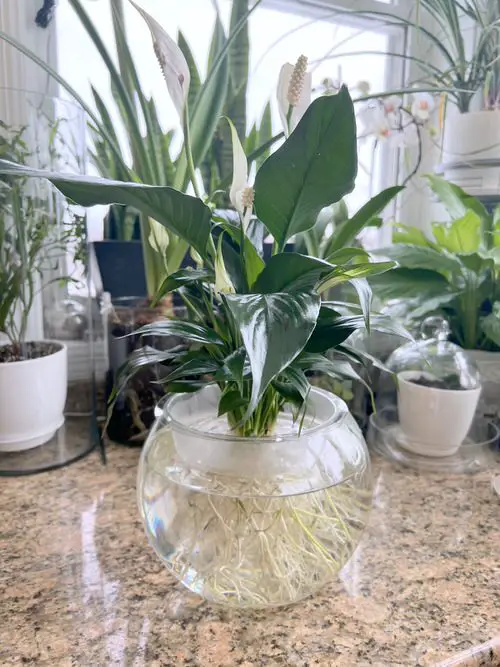 Gorgeous Peace Lily Glass Bowl