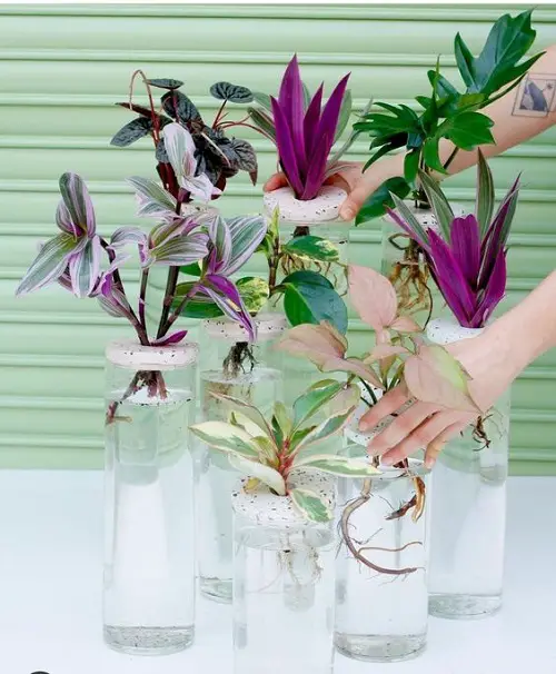 Mesmerizing Wandering Jews! in water garden