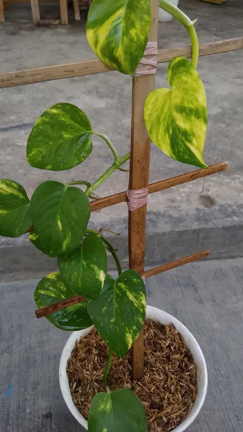 Coir Stick and Bamboo Trellis