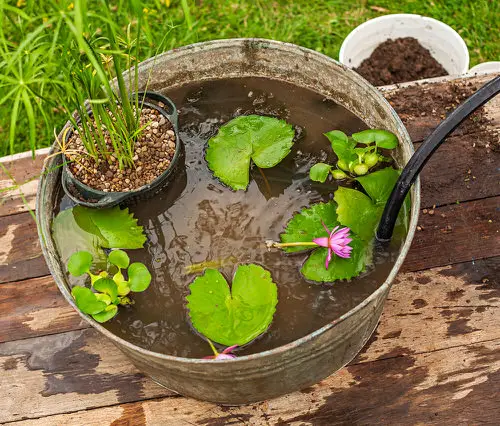 Water Lily, Umbrella Plant, and other Bog Plants in a Vintage Tub