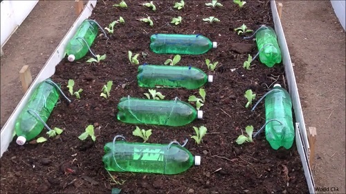 Plastic Bottle Self-Watering Setup