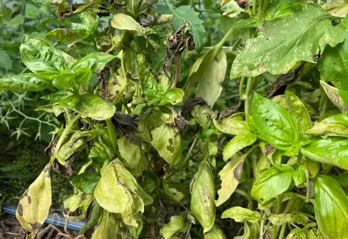baking soda for brown basil leaves