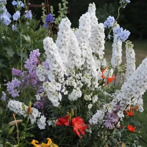 Types of Delphinium Varieties 2