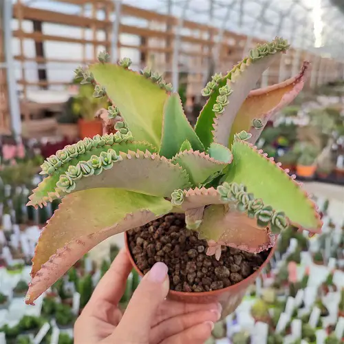 top Best Mother of Thousands Varieties