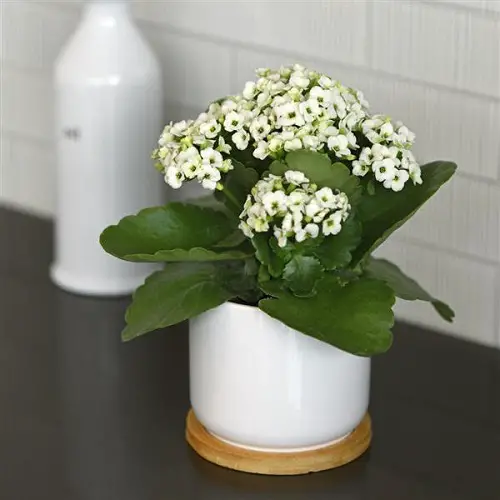 top Types of Flowering Kalanchoe Varieties
