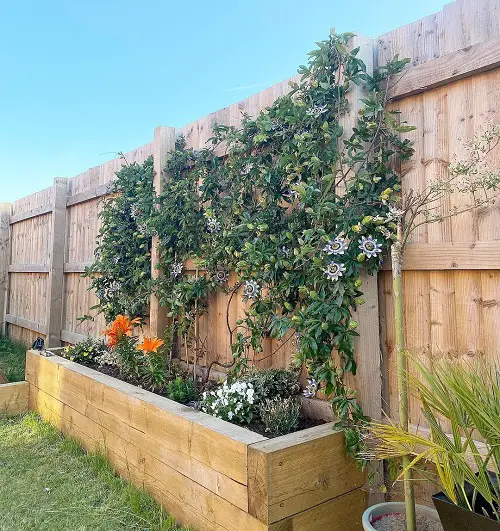 Passionflower Flowering Vines