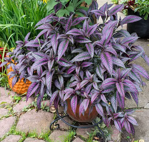 Outdoor Indirect Sunlight Plants for Containers