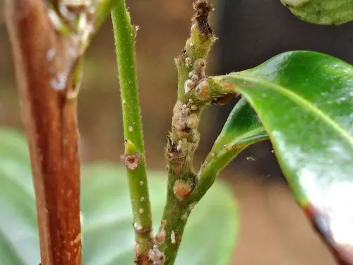 best Common Houseplant Pests and How to Get Rid of Them