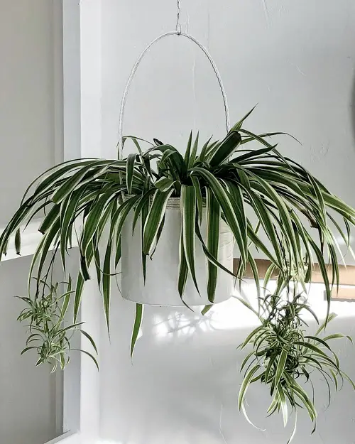 Low Light Hanging Houseplants indoor