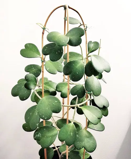 Vines with Heart Shaped Leaves