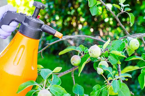 Use Insecticidal Soap or Neem Oil Spray