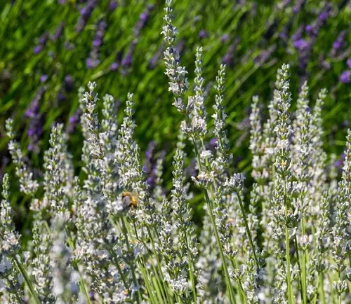 Best Types of Lavender 15