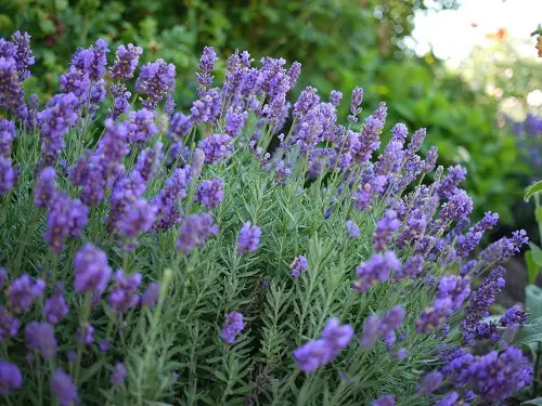 little Types of Lavender