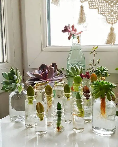 Indoor Succulent Water Garden