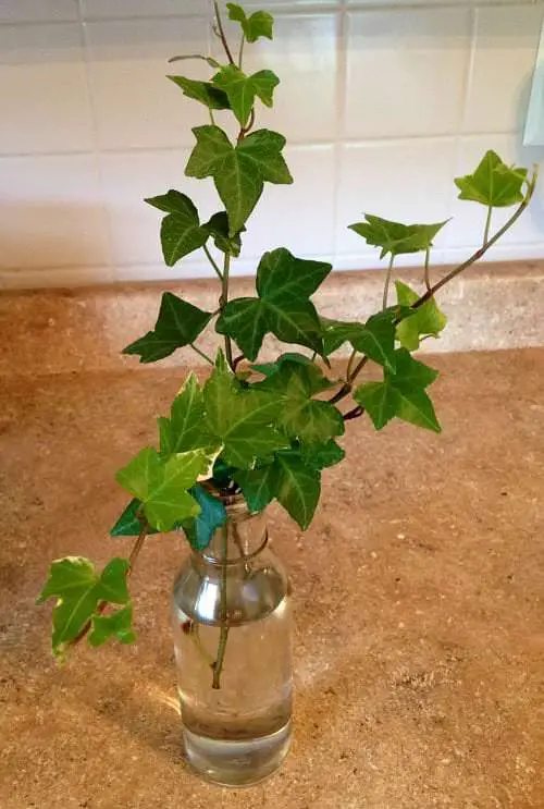 Vining Ivy in a Glass Bottle