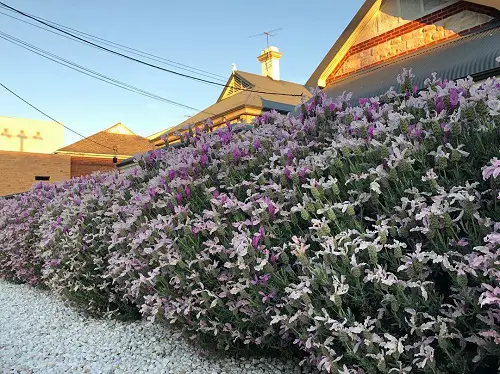 colourful Types of Lavender