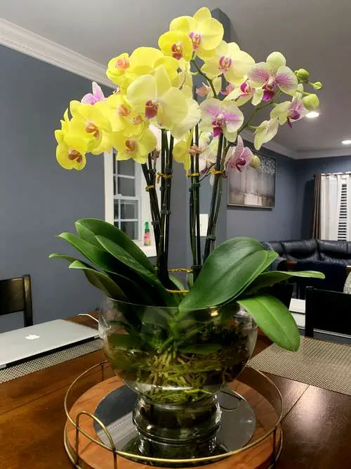 Blooming Orchids in a Tabletop Aquatic Pot