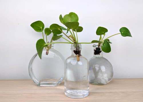 Thriving Pilea Trio in Water Beakers