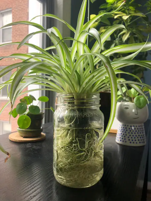 Prolific Spider Plant Rooting in a Water Jar