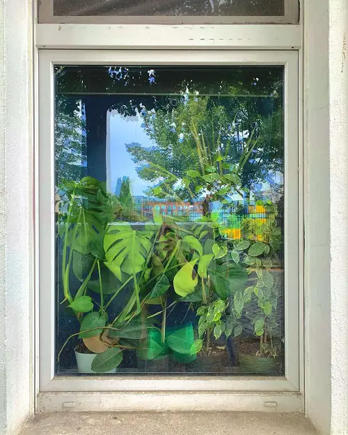 32 Beautiful Indoor Privacy Ideas with Plants 16