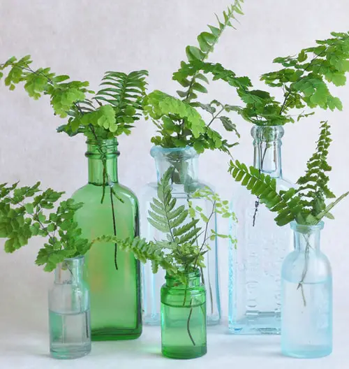 Array of Ferns in Indoor Water Garden