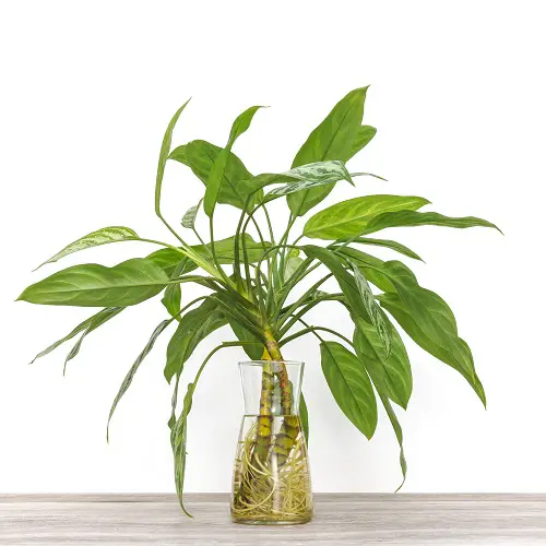 A Lush Chinese Evergreen in a Large Glass