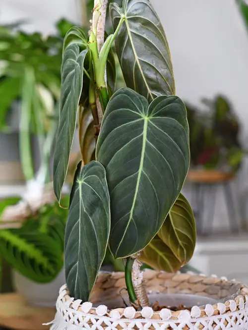 Requirements for Growing Philodendron Melanochrysum